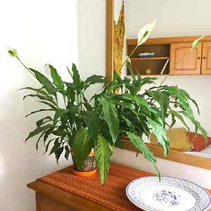  Apartamento Casa De Amig@s En España